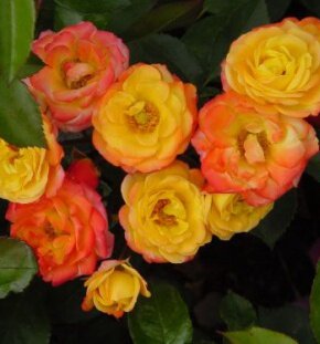 Роза флорибунда Rumba