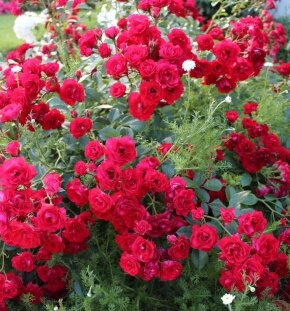 Роза почвопокровная Scarlet Meidiland