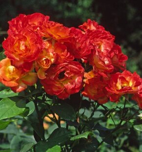 Роза флорибунда Pigal
