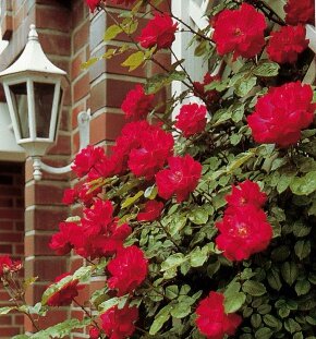 Роза парковая Heidelberg