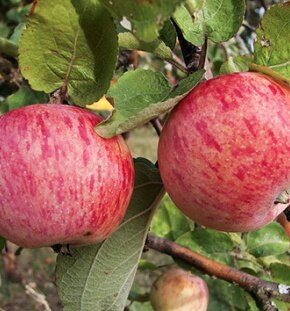 Яблоня домашняя Осеннее полосатое
