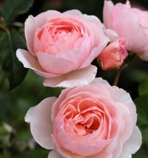 Роза английская Heritage (сорт Остина)