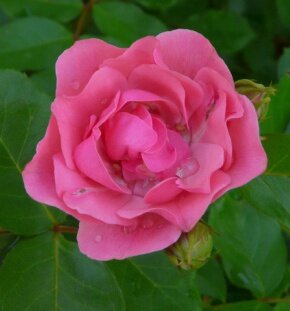 Роза флорибунда Alicja