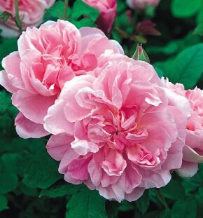 Роза шраб Cottage Rose