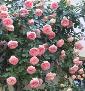 Роза плетистая Coral Dawn