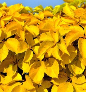 Виноград девичий пятилисточковый Yellow Wall