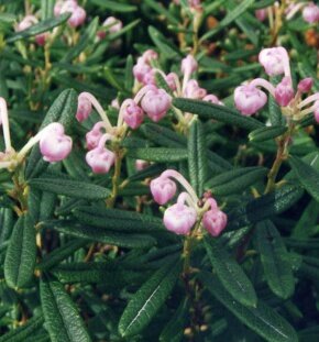 Андромеда Polifolia Compacta