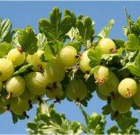 Крыжовник белый Triumf