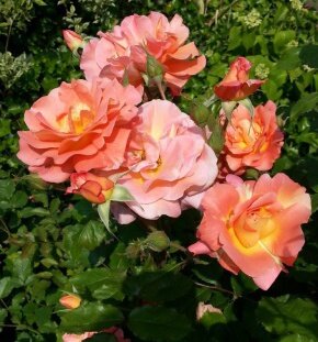 Роза парковая Westerland