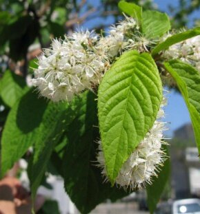 Черемуха маака Amber Beauty