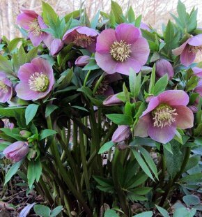 Морозник восточный Pink Lady