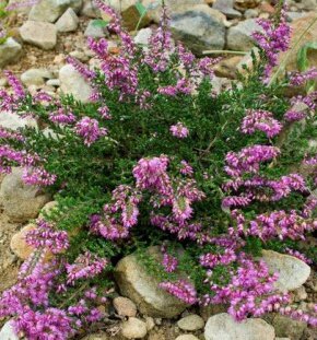 Вереск обыкновенный Mullion