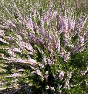 Вереск обыкновенный Radnor