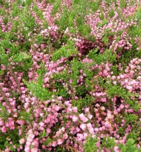 Вереск обыкновенный Red Favorite