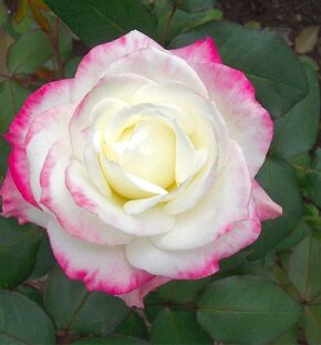 Роза чайно-гибридная Athena Роза чайно-гибридная Athena