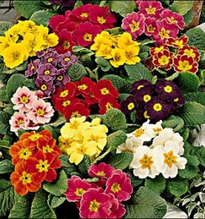 Примула бесстебельная (акаулис) микс цветов
