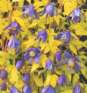 Клематис альпийский Stolwijk Gold (княжик) Клематис альпийский Stolwijk Gold (княжик)