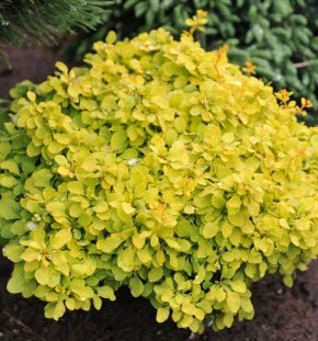 Барбарис Тунберга Tiny Gold