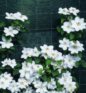 Клематис крупноцветковый Jerzy Popiełuszko