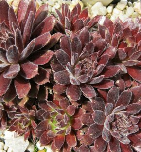 Молодило Aladdin Молодило Aladdin