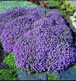 Обриета гибридная