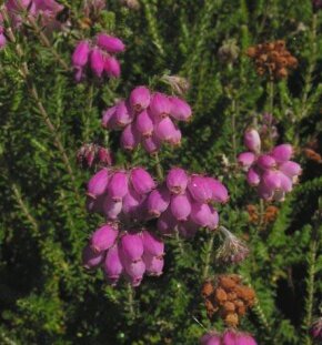 Эрика крестолистная Con Underwood