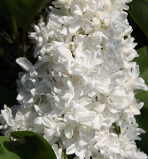 Сирень обыкновенная Jeanne dArc