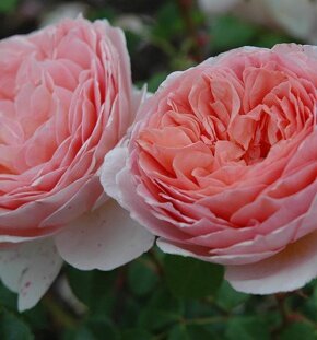 Роза английская Abraham Darby (сорт Остина)