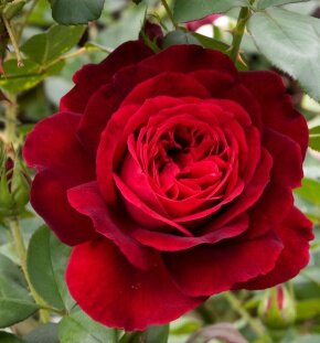 Роза парковая L.D.Braithwaite (сорт Остина)