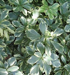 Пахизандра верхушечная Variegata