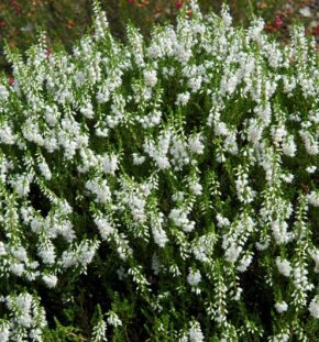 Вереск обыкновенный Spring Cream