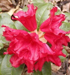 Рододендрон ползучий Baden-Baden