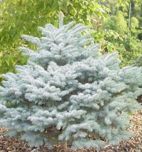 Ель колючая Montgomery Ель колючая Montgomery