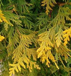 Туя западная Sunkist