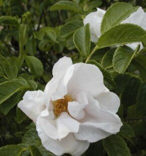 Шиповник (роза) морщинистый Alba