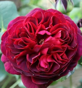 Роза английская Othello (сорт Остина)