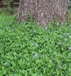 Барвинок малый