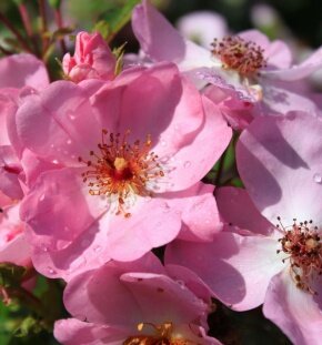 Роза почвопокровная Sweet Hanze