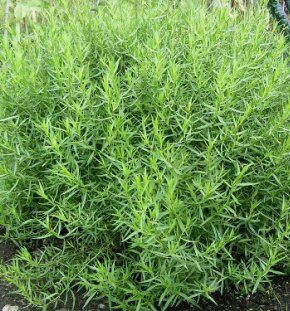 Полынь-эстрагон