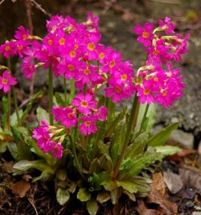 Примула розовая