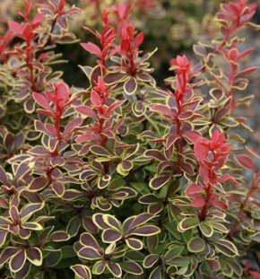 Барбарис Тунберга Coronita 